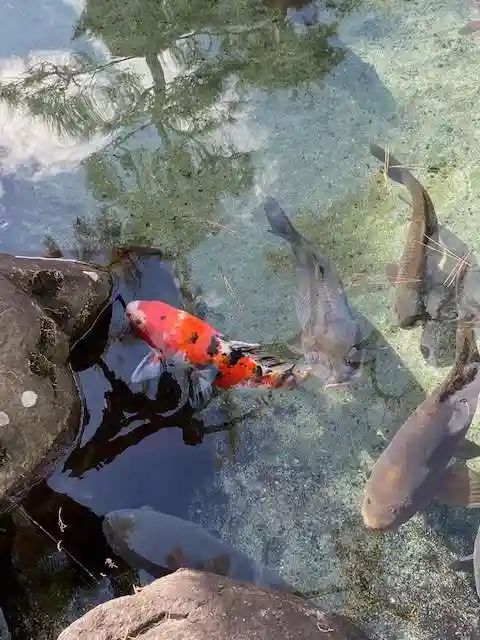 甲斐善光寺の動物