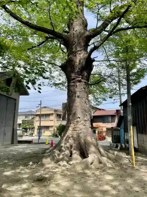 高城神社の{uncategorized: "未分類", other: "その他", undefined: "問題あり", building: "その他建物", grave: "お墓", sacred_gate: "鳥居", guardian: "狛犬", statue: "像", buddha: "仏像", history: "歴史", nature: "自然", garden: "庭園", animal: "動物", pagoda: "塔", temizu: "手水舎", mountain_gate: "山門・神門", sanctuary: "本殿・本堂", subordinate: "末社・摂社", art: "芸術", scenery: "景色", jizo: "地蔵", ema: "絵馬", goshuin: "御朱印", omikuji: "おみくじ", items: "授与品その他", amulet: "お守り", goshuincho: "御朱印帳", eats: "食事", festival: "お祭り", votive_dance: "神楽", shichigosan: "七五三参", wedding: "結婚式", experience: "体験その他", initially: "初詣", around: "周辺", anti_infection: "感染症対策"}