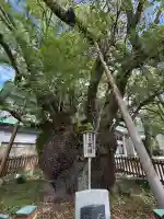 富知六所浅間神社(静岡県)