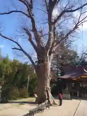 素鵞神社の自然