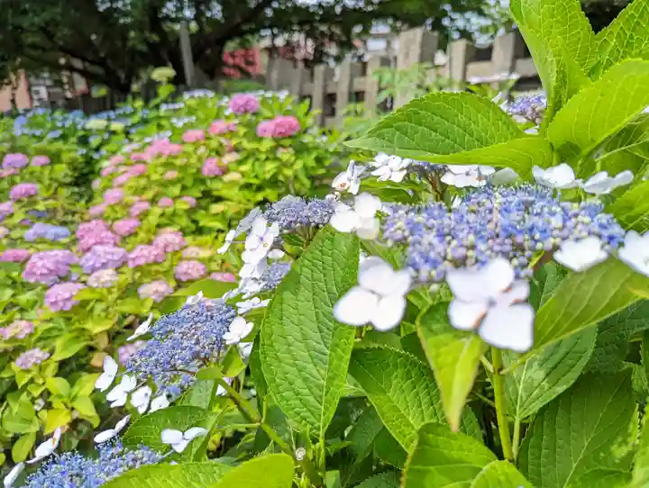 六孫王神社の自然
