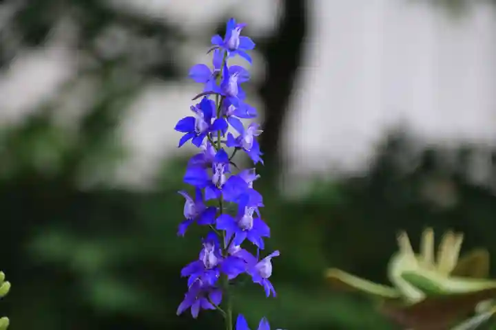 御嶽山神社の自然