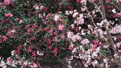 平野神社の自然