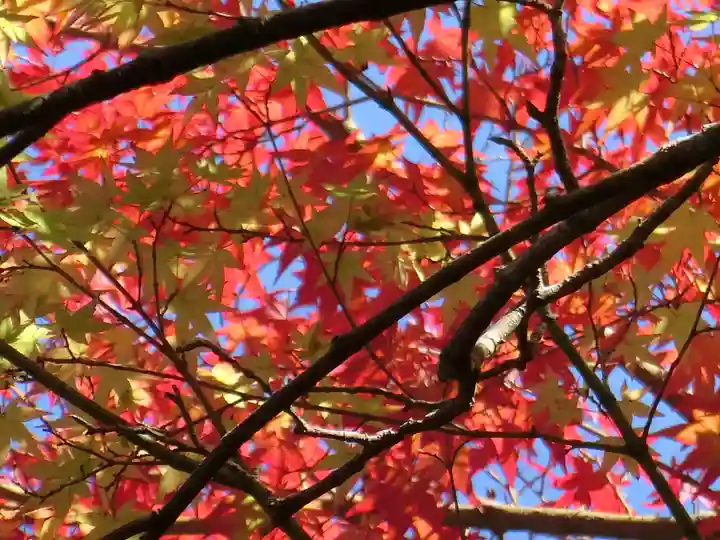 曼殊院門跡の自然