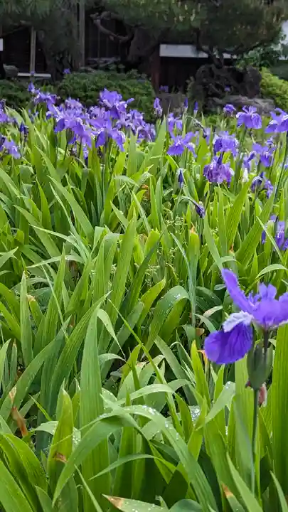 得浄明院(善光寺別院)(京都府)