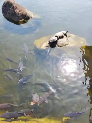 白蛇辨財天(栃木県)