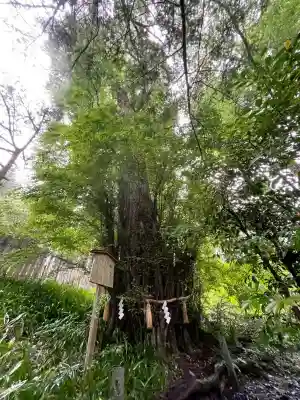 貴船神社結社(京都府)