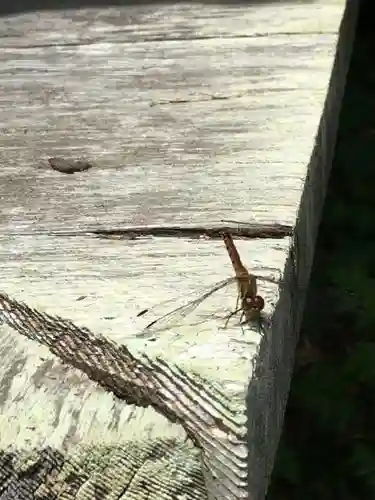 曽我神社の動物