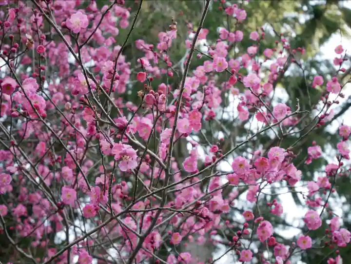 穂高神社本宮の自然