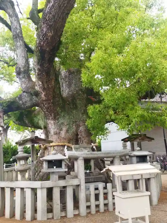 杭全神社(大阪府)