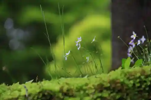 光明院稲荷社の自然