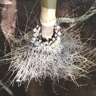 沼尾神社(茨城県)