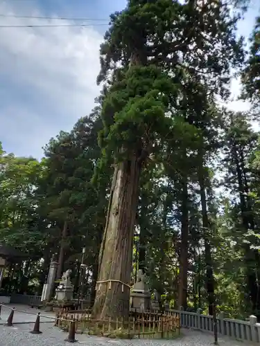 戸隠神社中社の自然