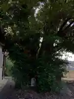 大山祇神社の自然