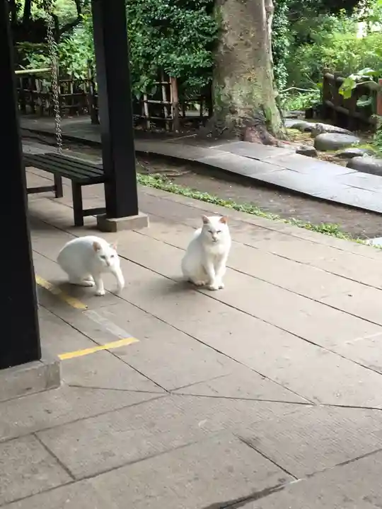 愛宕神社の動物