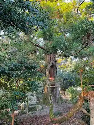 阿自岐神社の自然