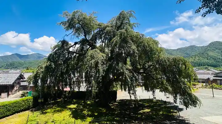 妙祐寺(福井県)