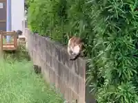 神明神社の動物