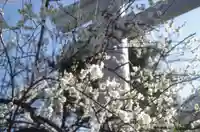 新宿下落合氷川神社の自然
