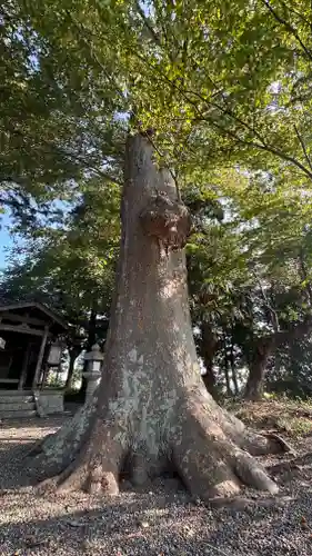 田中神社(滋賀県)