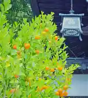 三津厳島神社の自然