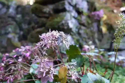 古知谷阿弥陀寺の自然