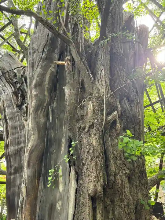 稲毛神社(神奈川県)