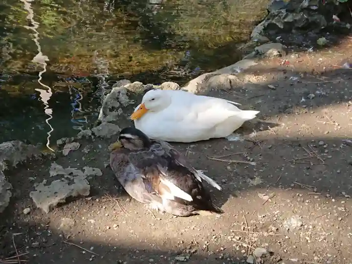 平塚八幡宮の動物