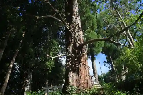 阿久津「田村神社」（郡山市阿久津町）旧社名：伊豆箱根三嶋三社の自然