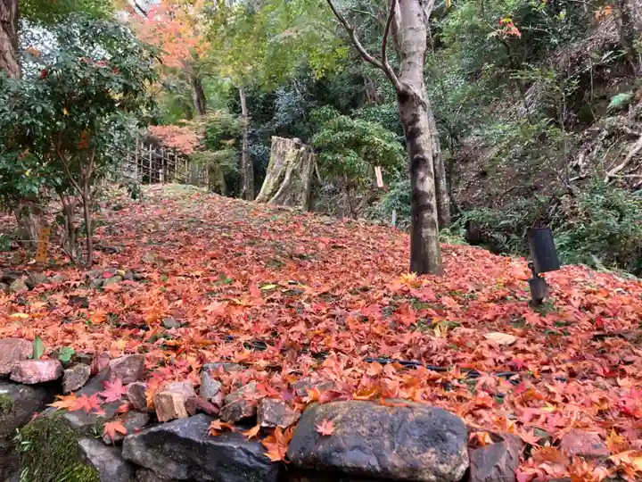 興聖寺(興聖寶林禅寺)の自然
