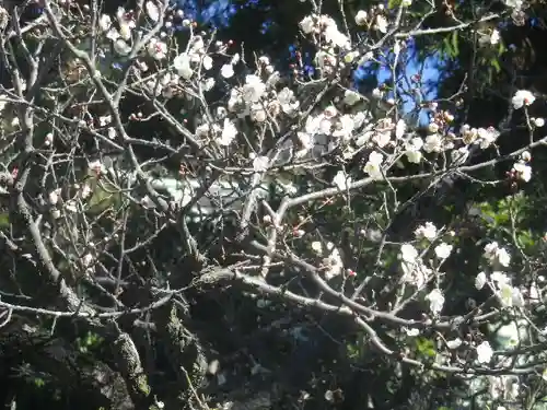 鶴岡八幡宮の自然