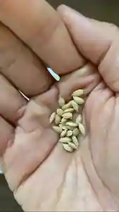 總社 和田八幡宮(福井県)(2023年04月22日(土) 17時14分10秒投稿)