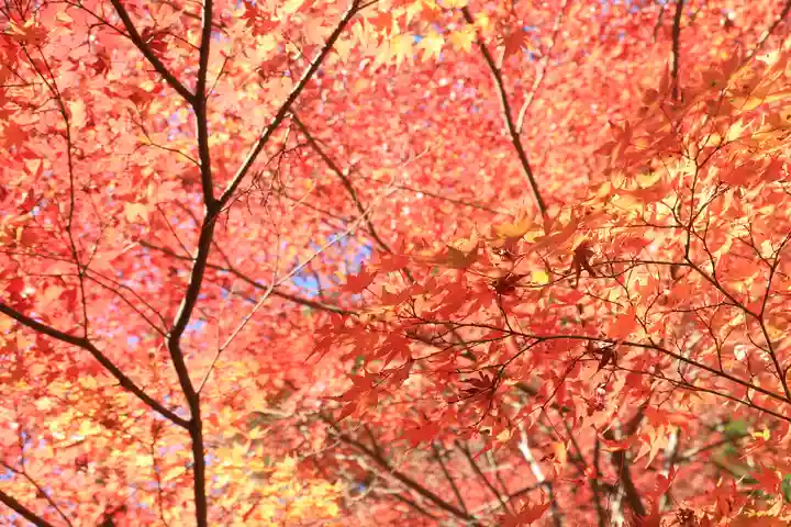 高尾山薬王院(東京都)