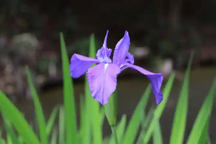 鹿島大神宮の自然