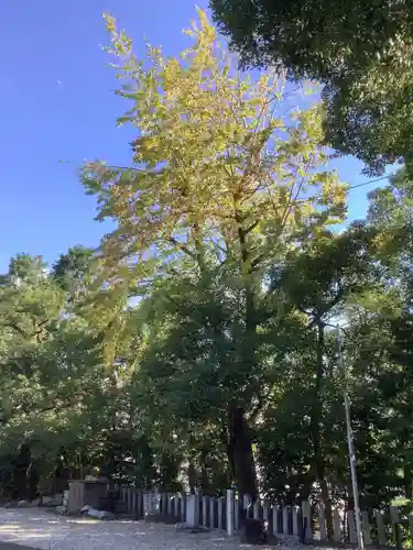 白山神社（新栄）の自然