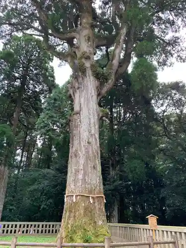 霧島神宮の自然