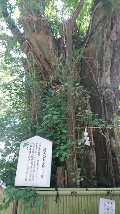 加藤神社の自然