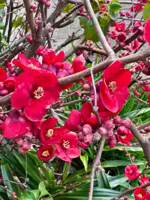 大蓮寺の{uncategorized: "未分類", other: "その他", undefined: "問題あり", building: "その他建物", grave: "お墓", sacred_gate: "鳥居", guardian: "狛犬", statue: "像", buddha: "仏像", history: "歴史", nature: "自然", garden: "庭園", animal: "動物", pagoda: "塔", temizu: "手水舎", mountain_gate: "山門・神門", sanctuary: "本殿・本堂", subordinate: "末社・摂社", art: "芸術", scenery: "景色", jizo: "地蔵", ema: "絵馬", goshuin: "御朱印", omikuji: "おみくじ", items: "授与品その他", amulet: "お守り", goshuincho: "御朱印帳", eats: "食事", festival: "お祭り", votive_dance: "神楽", shichigosan: "七五三参", wedding: "結婚式", experience: "体験その他", initially: "初詣", around: "周辺", anti_infection: "感染症対策"}