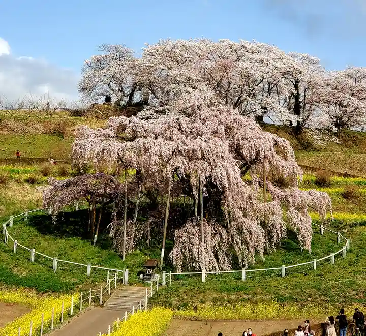 瀧桜神明宮の自然