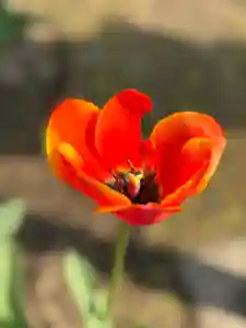 西方山極楽寺(岐阜県)(2026年03月29日(日) 00時50分58秒投稿)