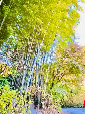 明月院(神奈川県)