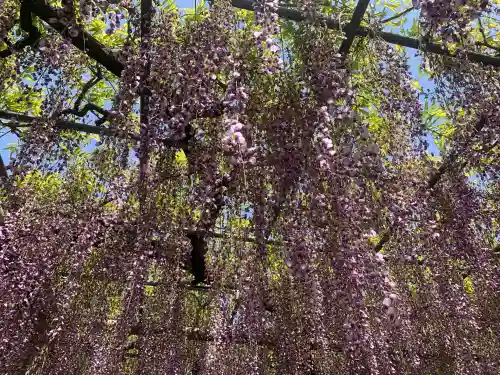 曼陀羅寺の庭園