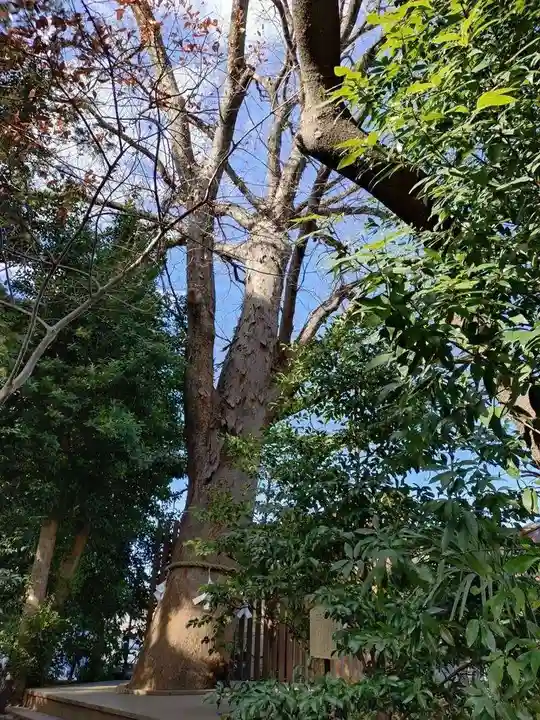 鎮守氷川神社(埼玉県)