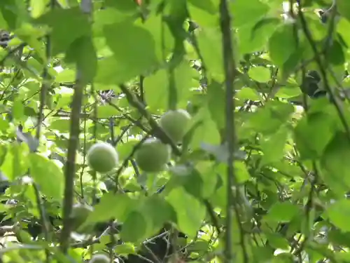 荏柄天神社の自然