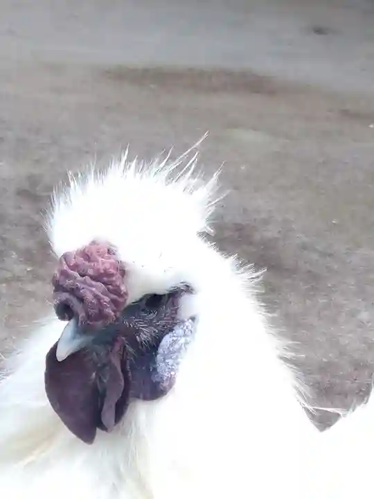 阿智神社の動物