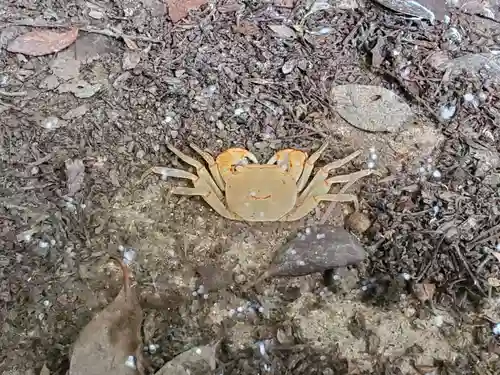 加茂神社の動物