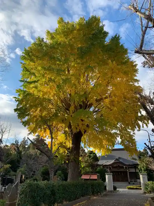 妙胤寺(千葉県)