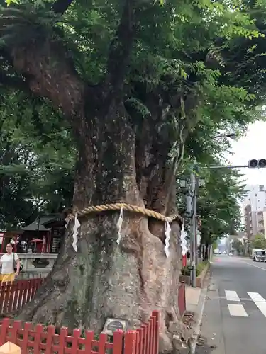 大國魂神社の自然