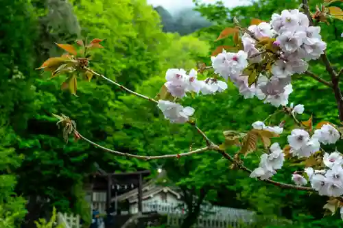 戸隠神社九頭龍社(長野県)