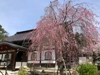 妙成寺の{uncategorized: "未分類", other: "その他", undefined: "問題あり", building: "その他建物", grave: "お墓", sacred_gate: "鳥居", guardian: "狛犬", statue: "像", buddha: "仏像", history: "歴史", nature: "自然", garden: "庭園", animal: "動物", pagoda: "塔", temizu: "手水舎", mountain_gate: "山門・神門", sanctuary: "本殿・本堂", subordinate: "末社・摂社", art: "芸術", scenery: "景色", jizo: "地蔵", ema: "絵馬", goshuin: "御朱印", omikuji: "おみくじ", items: "授与品その他", amulet: "お守り", goshuincho: "御朱印帳", eats: "食事", festival: "お祭り", votive_dance: "神楽", shichigosan: "七五三参", wedding: "結婚式", experience: "体験その他", initially: "初詣", around: "周辺", anti_infection: "感染症対策"}